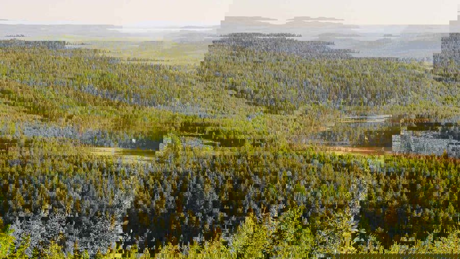 skogslandskap ranasjöhöjden ramsele